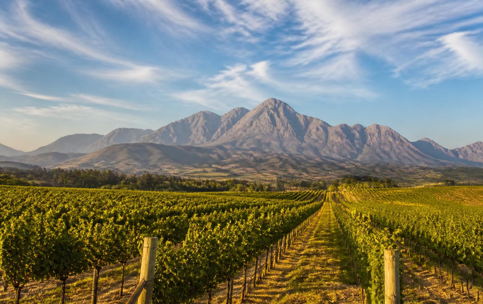 Rangs de vignes de l'hémisphère Sud face à une chaîne de montagnes